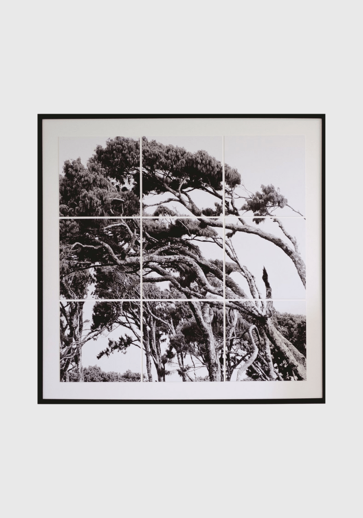 BRIAN MCCROSKEY | Horizontal Trees