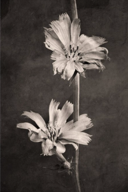 TERÉSE CONWAY | CHICORY