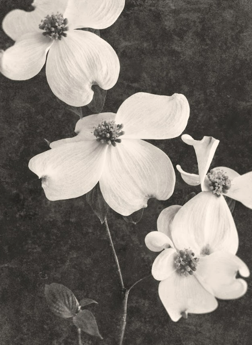 TERÉSE CONWAY | FLOWERING DOGWOOD