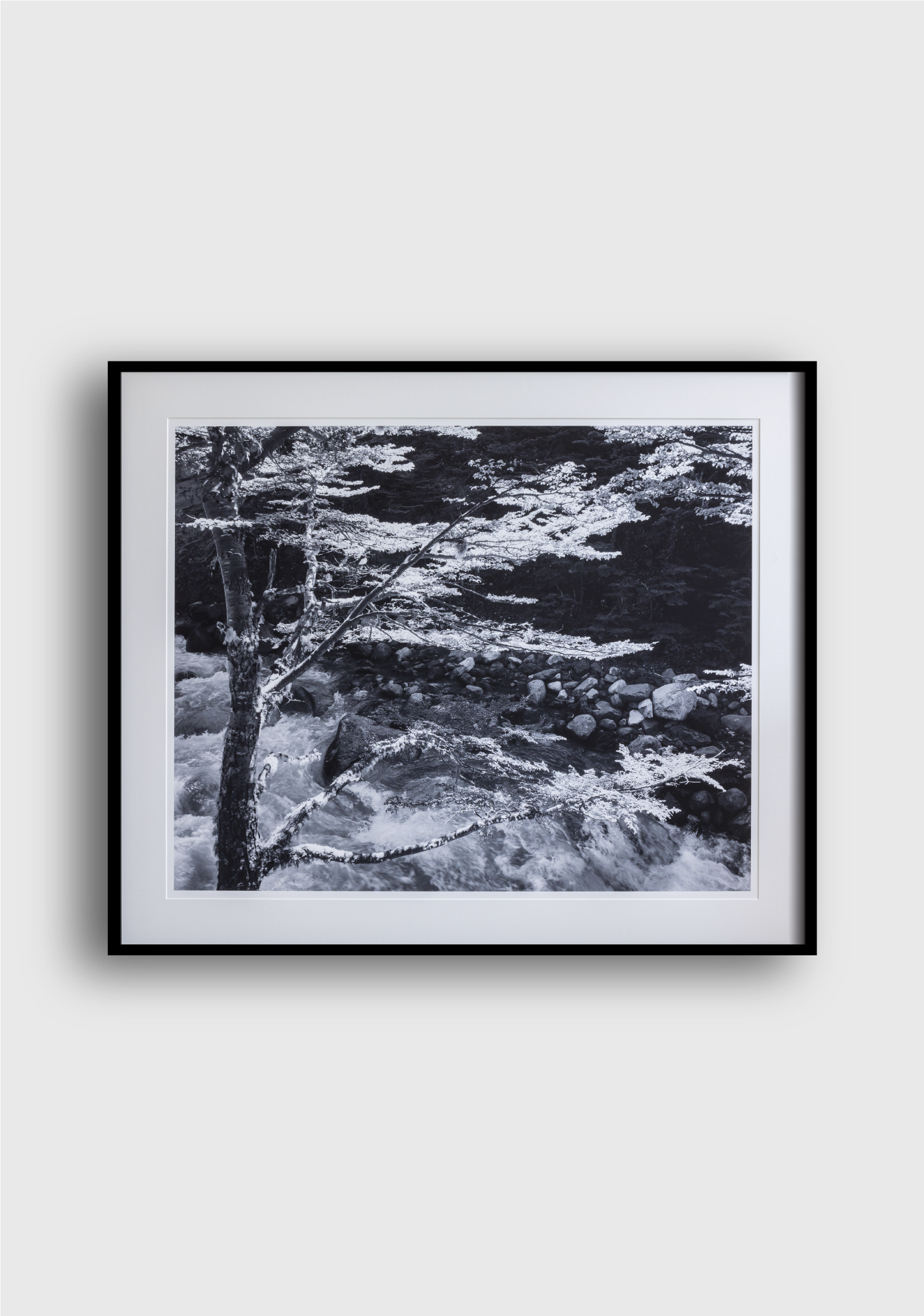 LON MCCROSKEY | Tree Patagonia II