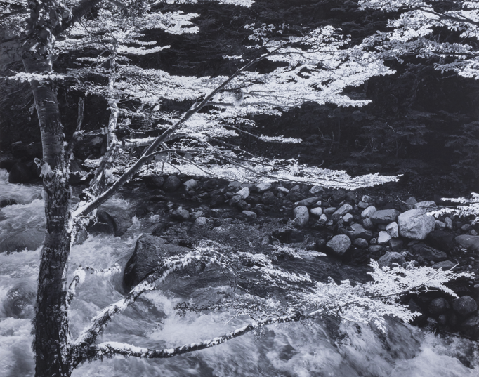 LON MCCROSKEY | Tree Patagonia II