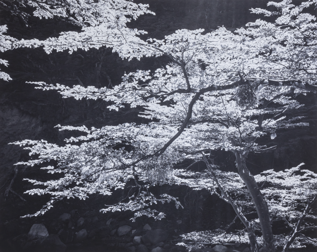 LON MCCROSKEY | Tree Patagonia I
