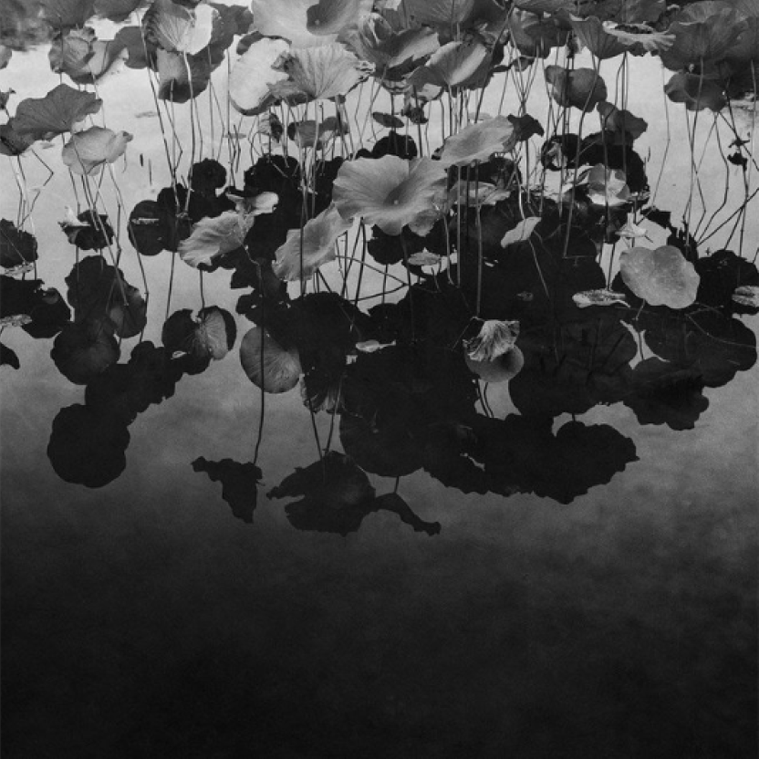 TERÉSE CONWAY | LOTUS POND OF NARA