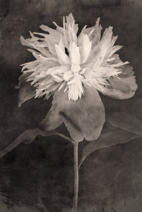 TERÉSE CONWAY | PEONY