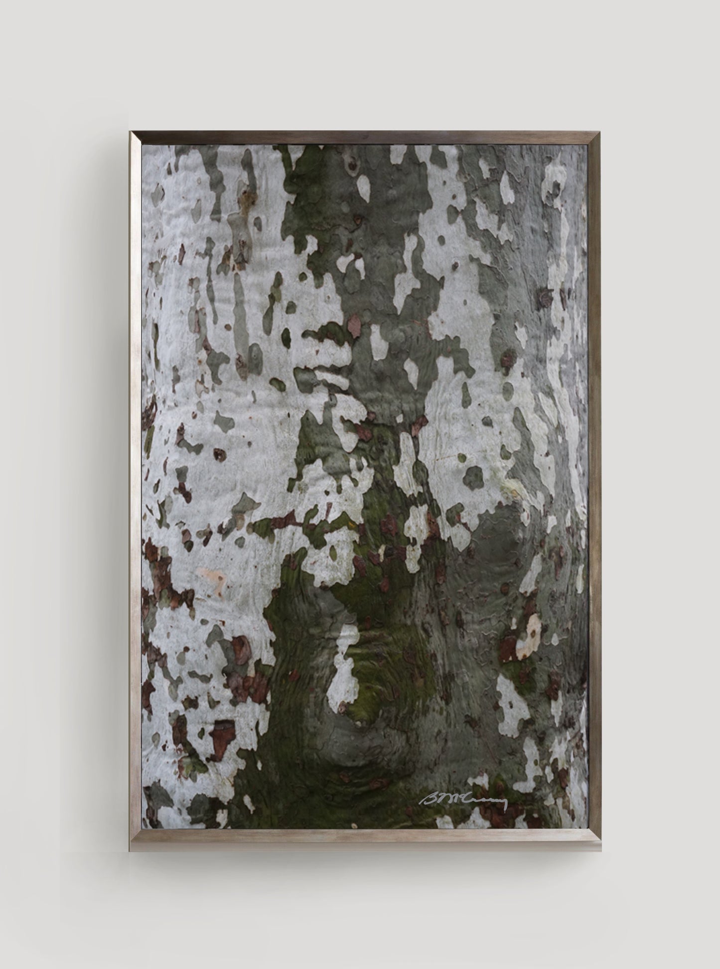 BRIAN MCCROSKEY | Tree Bark