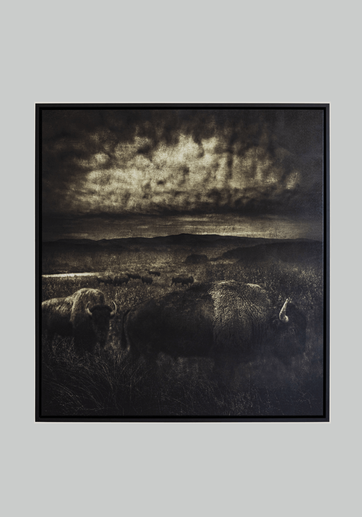 MICHAEL REGNIER | Buffalo Storm
