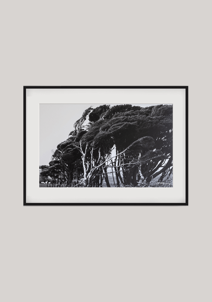 BRIAN MCCROSKEY | Windy Trees
