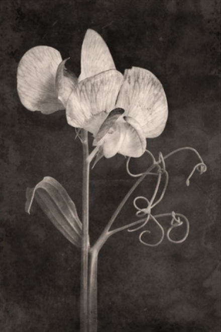 TERÉSE CONWAY | SWEET PEA