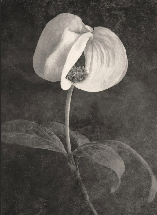 TERÉSE CONWAY | DOGWOOD BLOSSOM
