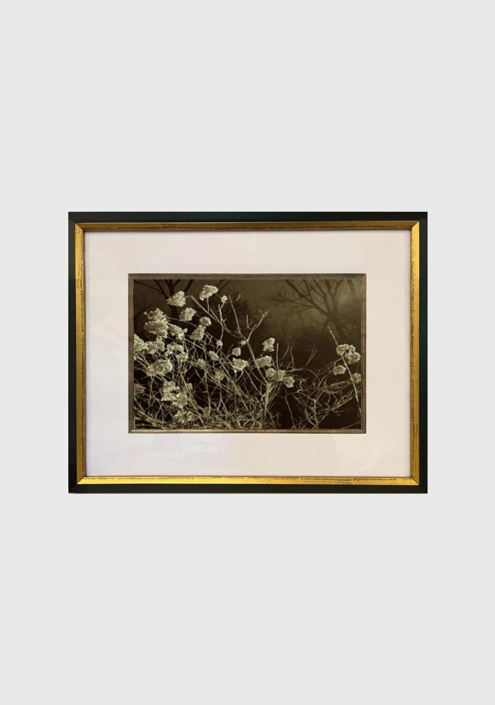 THE FRANC COLLECTION by Joseph Lorusso | Nature Composition I