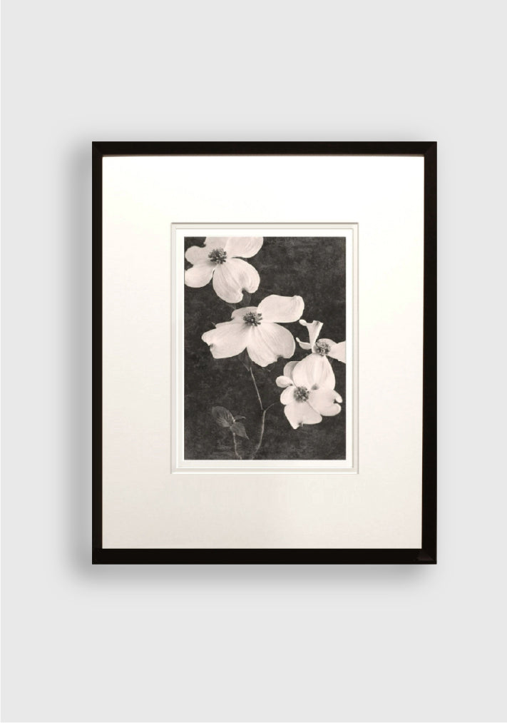 TERÉSE CONWAY | FLOWERING DOGWOOD