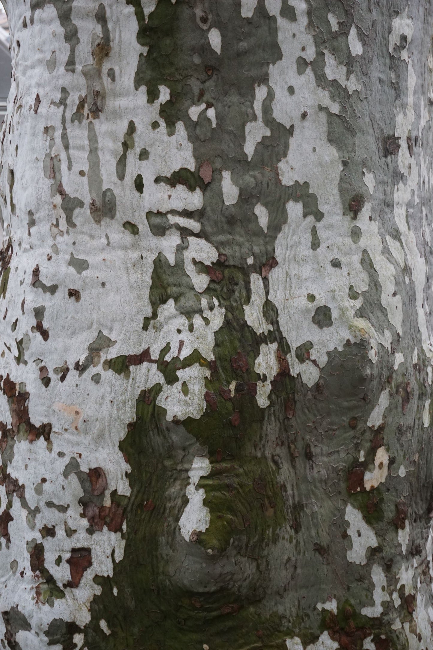 BRIAN MCCROSKEY | Tree Bark
