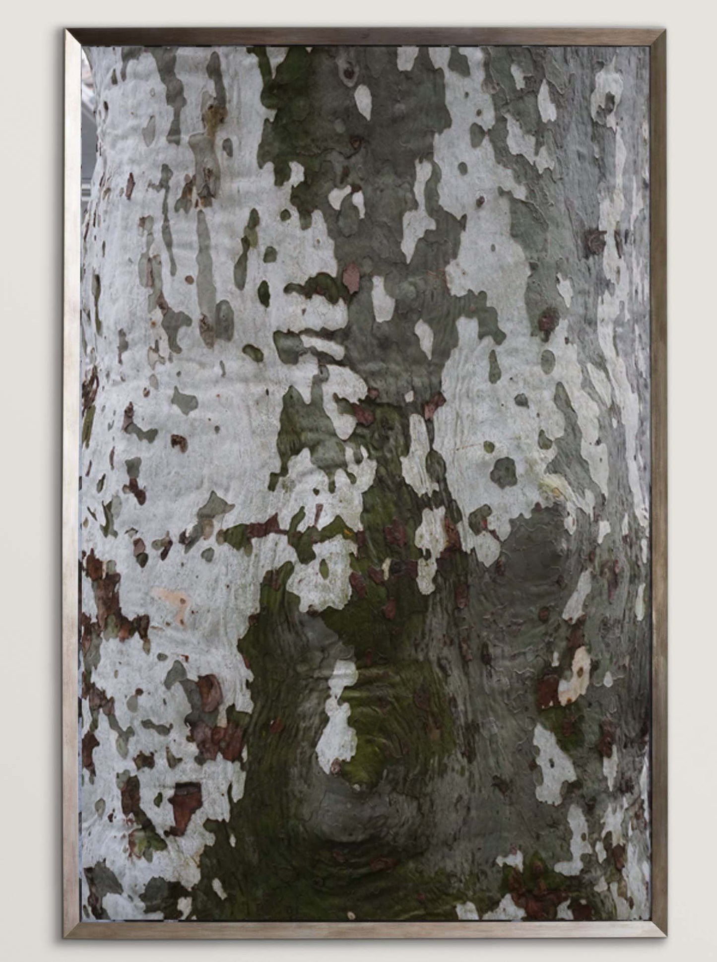BRIAN MCCROSKEY | Tree Bark