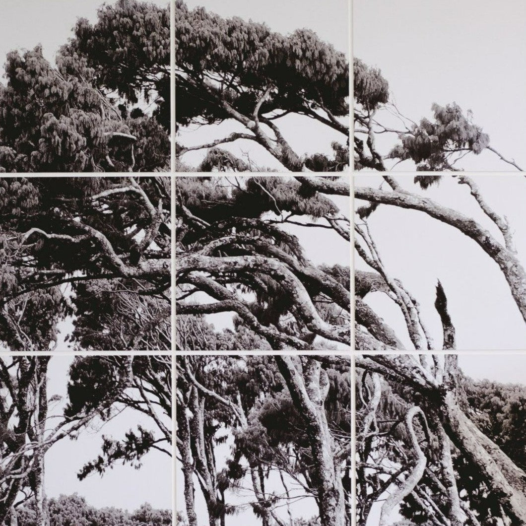 BRIAN MCCROSKEY | Horizontal Trees