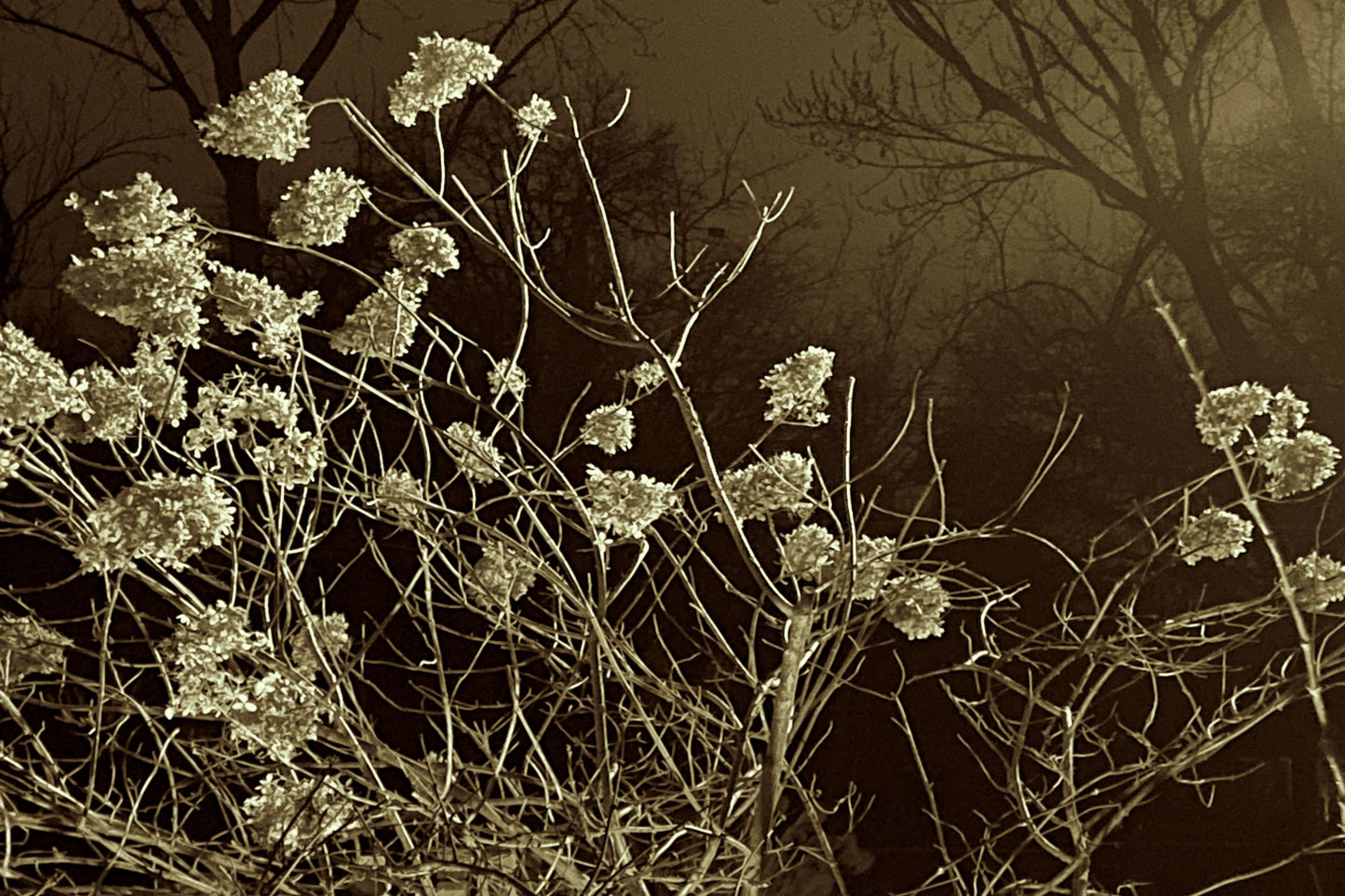 THE FRANC COLLECTION by Joseph Lorusso | Nature Composition I