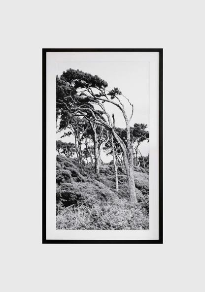 BRIAN MCCROSKEY | Vertical Trees