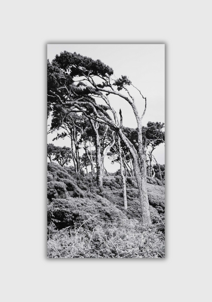 BRIAN MCCROSKEY | Vertical Trees