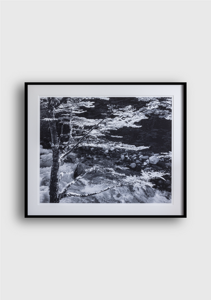 LON MCCROSKEY | Tree Patagonia II