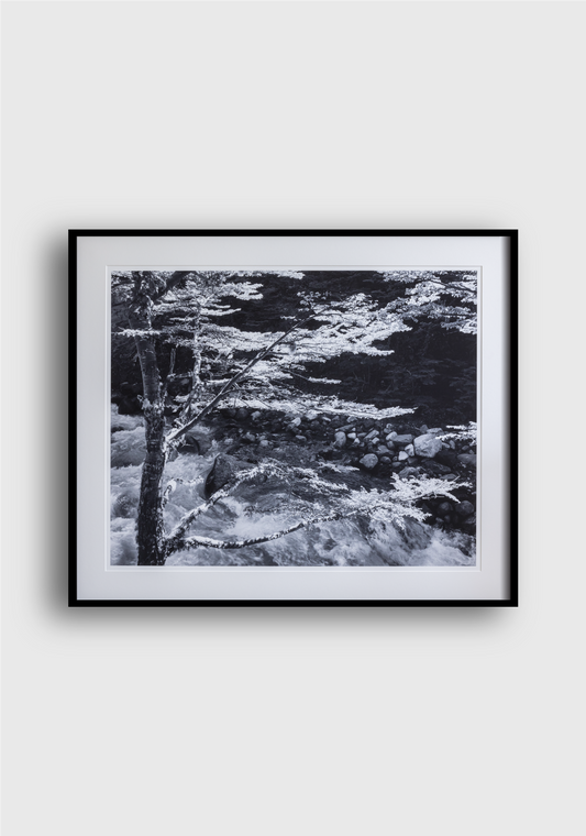LON MCCROSKEY | Tree Patagonia II