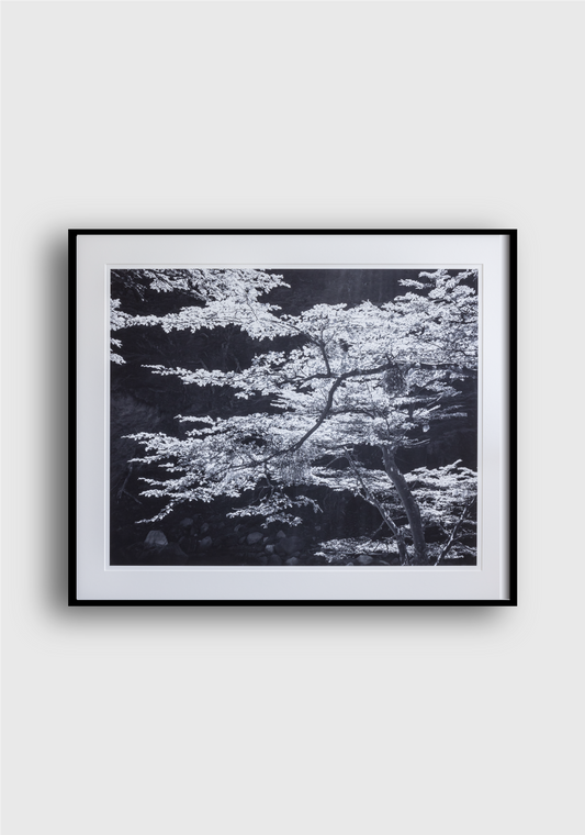 LON MCCROSKEY | Tree Patagonia I