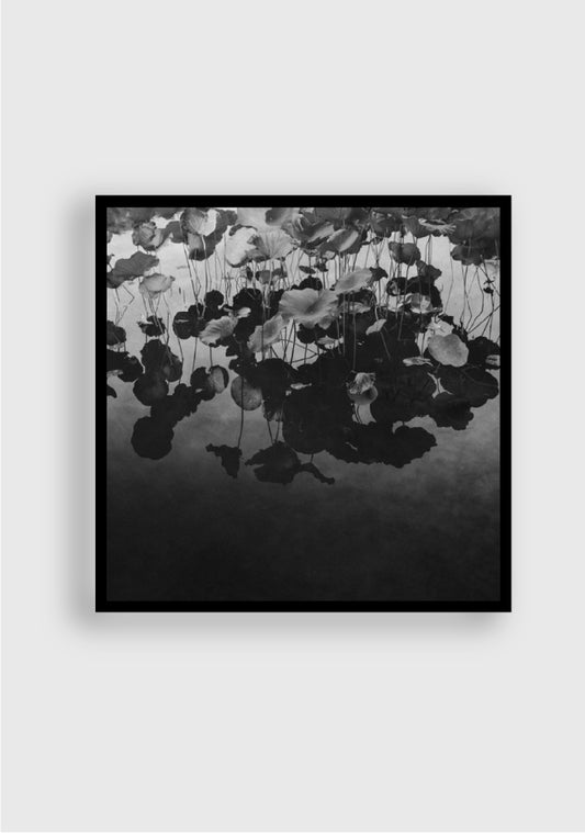 TERÉSE CONWAY | LOTUS POND OF NARA