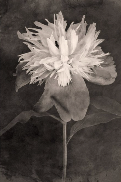 TERÉSE CONWAY | PEONY