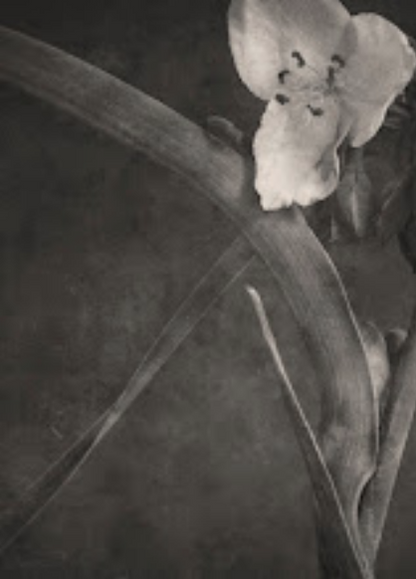 TERÉSE CONWAY | CROCUS BLOSSOM