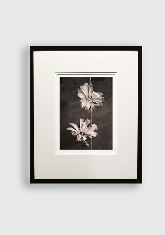 TERÉSE CONWAY | CHICORY