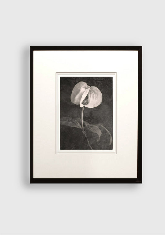 TERÉSE CONWAY | DOGWOOD BLOSSOM