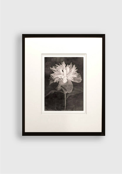 TERÉSE CONWAY | PEONY