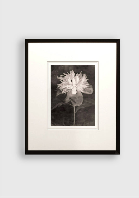 TERÉSE CONWAY | PEONY
